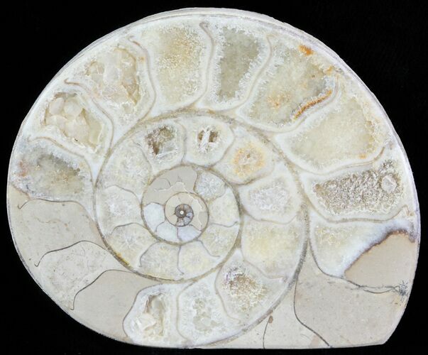 Cut and Polished Lower Jurassic Ammonite - England #62567